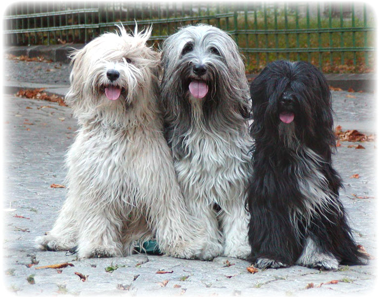 Jenny, Chany, Sani at Sengge kennel