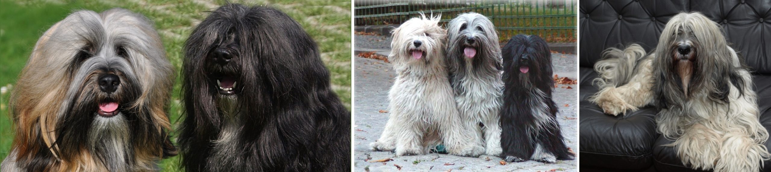 SENGGE  Tibetan Terriers