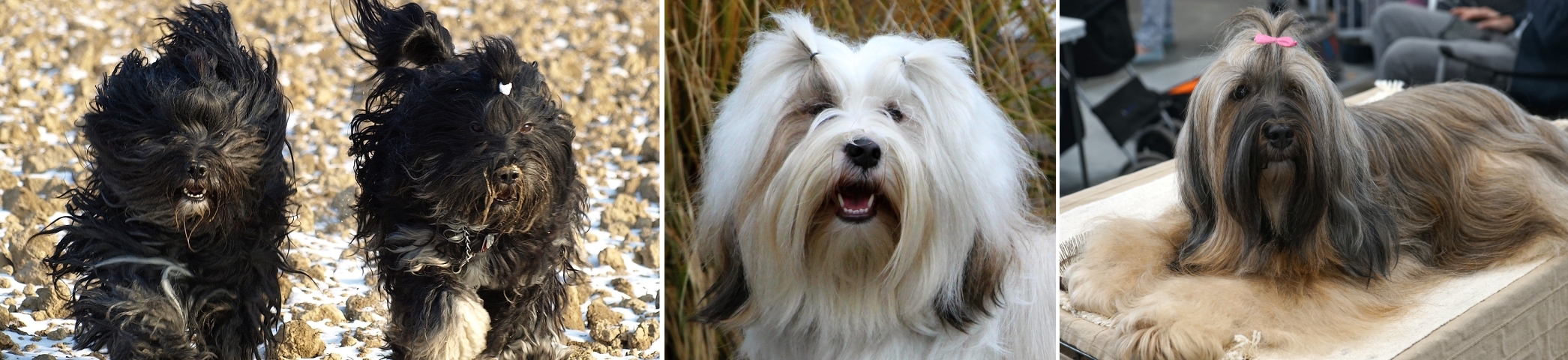 SENGGE  Tibetan Terriers