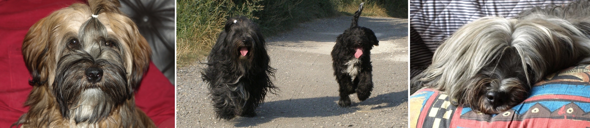 SENGGE  Tibetan Terriers